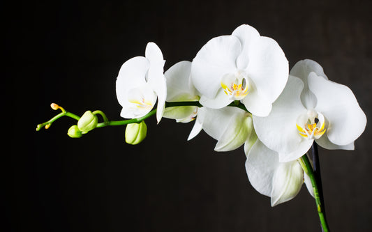 orchids blooming against dark background
